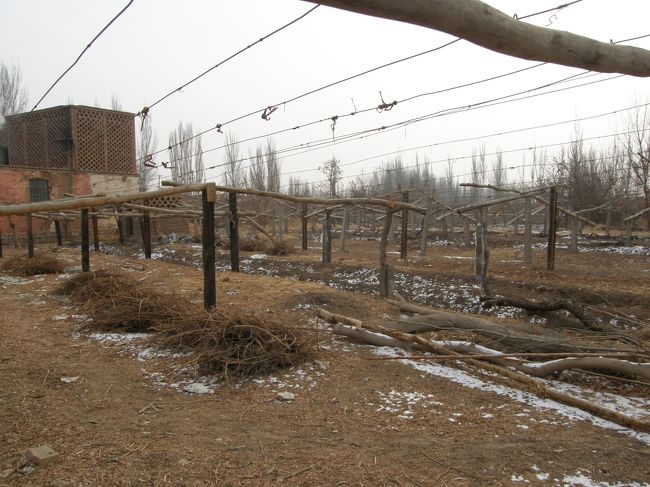 葡萄農園<br />冬の間は葡萄の樹は土中に埋ってるそうです