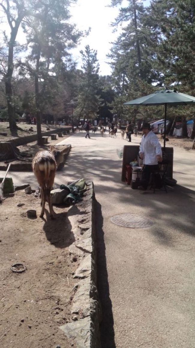 題して<br /><br />鹿せんべいを狙う鹿  VS  鹿せんべい売りの奥様<br /><br />BGMはキルビル？アイオブザタイガー？<br /><br />年代バレバレ(笑)