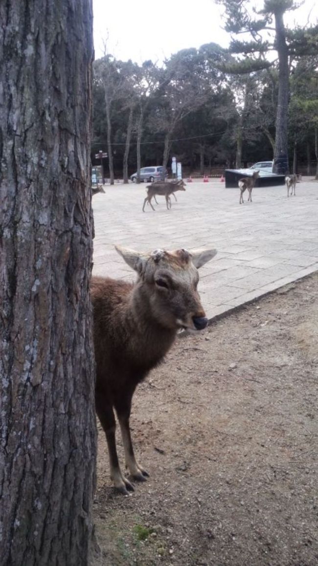 ありました<br /><br />あなたのハーレムは侵害しません<br /><br />コエーーー