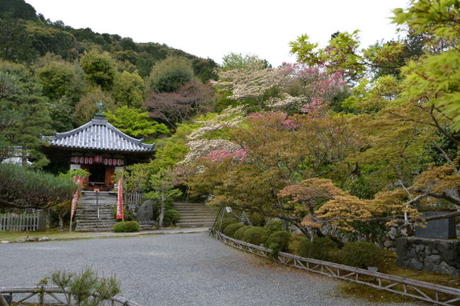 二尊院 二尊院普賢象桜 14年 嵐山 嵯峨野 太秦 桂 京都 の旅行記 ブログ By 鴨川の夕立 さん フォートラベル
