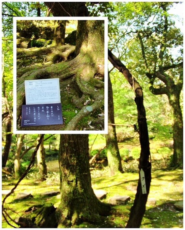 葛の木や「椎の木」もあった。<br /><br />「椎の木」といえば、「有間皇子」だ。<br />この説明書きにも書いてあるが、有間皇子の歌「家にあれば　笥（け）に盛る飯（いひ）を　草枕　旅にしあれば　椎の葉に盛る」…家に居るときはいつも器に盛る飯を、囚われの旅の途上なので、椎の葉に盛って、道の神に供えることだ。」は、印象深い。<br />中学二年の時、日本史の先生が、なんと中学生に向かって有間皇子の話をしたのである。この時以来、有間皇子の事件は、強烈な印象となって心に残った。<br /><br />孝徳天皇の息子「有間皇子」は、日本版ハムレットだというのがその趣旨だった。<br />病弱な父孝徳の死後、孝徳の姉皇極天皇が、重祚して斉明天皇となった。<br />有間は父の死後、政争に巻き込まれることを避けるため、狂気を装う。そして療養と称して「牟婁（むろ）の湯」に赴いた。飛鳥に戻り病気の完治を斉明に伝え、この湯の素晴らしさを語ると、斉明天皇は紀の湯に行幸した。<br />飛鳥に残った有間に近づいたのが、蘇我赤兄(そがのあかえ）である。赤兄は巧みに有間に取り入って、打倒斉明・中大兄という有間の意志を引き出した。そしてこのことを中大兄に密告するのだ。謀反計画は露見し、捕らえられた有間は斉明天皇４年（658）、藤白坂で絞首刑に処せられた。<br />尋問された時の有間の言葉「天と赤兄と知る。吾、もはら知らず」は、この結論に至るように仕組んだのが中大兄皇子であることを物語っている。<br /><br />わずか19年にも満たない人生。<br />皇子の歌は「万葉集」に二首残る。<br /><br />一首は「家にあれば〜。。。」<br />もう一首は「磐代（いはしろ）の　浜松が枝（え）を　引き結び　ま幸（さき）くあらば　またかへり見む」<br />特に最後の「まさきくあらば　またかへり見む（もし命があったら、再び帰ってきてこれを見よう）」という皇子の心は、胸を打つ。<br />