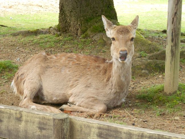 興福寺の手前で早速鹿に遭遇。寺内にもたくさんいます。