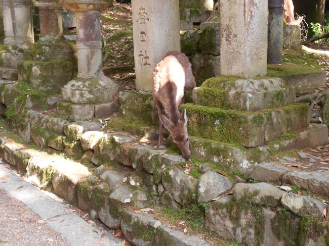 こんなところにも鹿が。