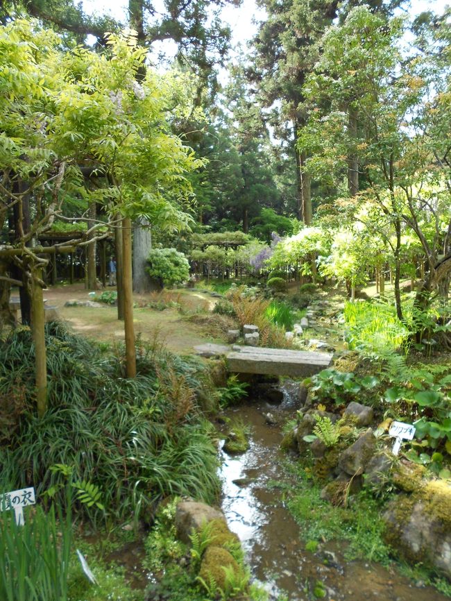 春日大社の萬葉植物園へ。