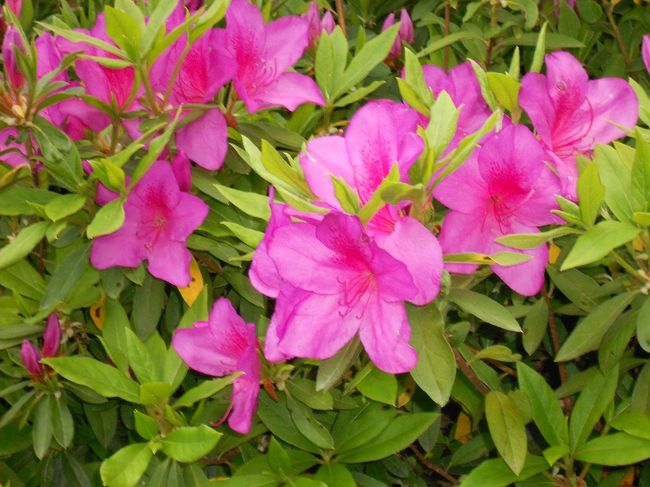 藤の花以外も咲いてます。