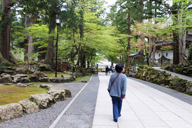 参道を歩いて帰ります。<br />境内の新緑が綺麗です。