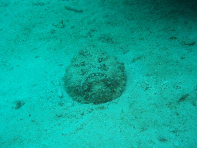 おもろい顔のオニダルマオコゼ。気をつけましょう。