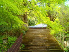 新緑に囲まれた階段を昇ると、富貴寺の屋根が見えて来る。