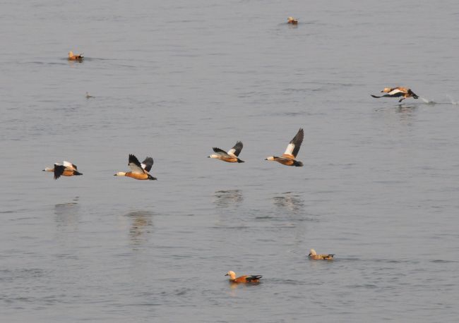 カモの大群がいた。船に驚いて飛び立つカモも。日本では見かけないカモだ。<br /><br />その後、潮来メジロさんから、アカツクシガモと教えていただきました。国内では貴重種のようで、うれしくなりました。４Ｔいいですね。