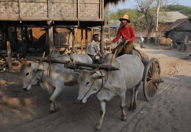 しかしこの村の課題は村の中に井戸がないことだ。だから１０数分かかる僧院の池まで、牛にタンクを運ばせて水汲みに行く。