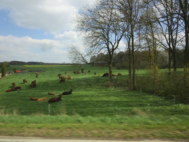 車窓より<br /><br />モダーヴ城を出発し、１００ｋｍ先のワーテルローに向かいます。<br /><br />ワーテルローといえば、ナポレオンが敗戦を味わった地ですね。<br />私は、小さい時からピアノを習ってたのですが、初めての発表会で弾いた曲が「ウォータールー（英語読みで、ワーテルローのこと）の戦い」だったので、なぜか親しみを覚える地名なんです。<br /><br />道中、のどかな牛さん達を発見♪