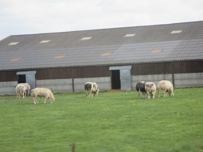 車窓より<br /><br />こちらにも、牛さん達！
