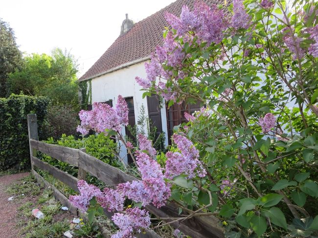 わー！　この紫のお花、綺麗ヽ(^o^)丿