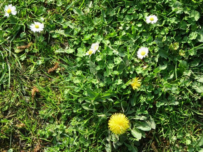 タンポポが咲いてます。