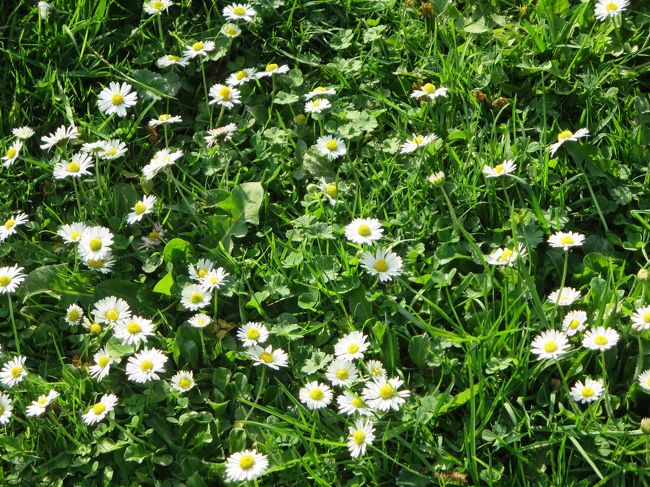 一面の白いお花♪