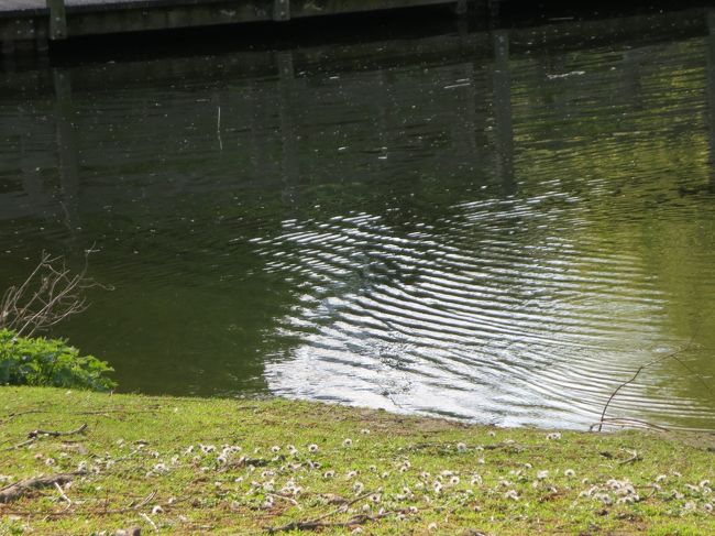 池がある〜！！！