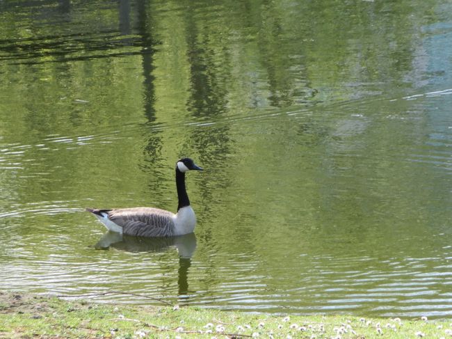 鳥もいる〜♪<br /><br />アヒルにしては大きいから、ガチョウかな？！