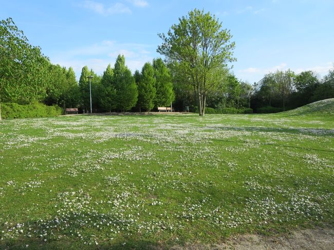 白いお花のじゅうたんを見て・・・