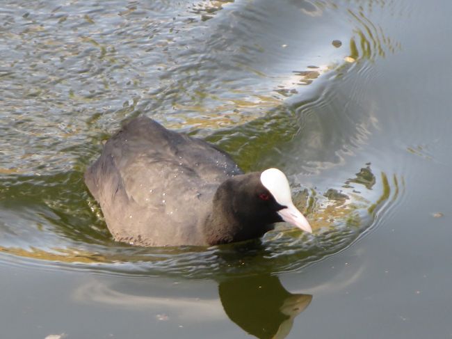 おや！<br /><br />こっちは鷭（ばん）ですね♪<br />オランダで見てたから、わかりました(*^_^*)