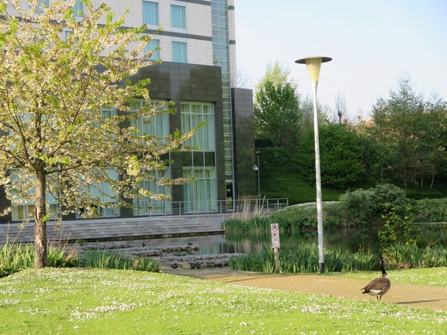 これで大きさわかります？！<br /><br />結構大きい鳥さんです。