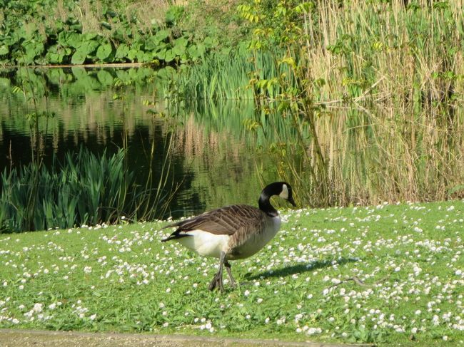 と思ったら、さっきのガチョウさんのようです。<br /><br />近づいても、逃げるでもなく、堂々と歩いてました(*^_^*)