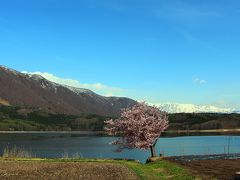 県道31号から324号を経て、青木湖に到達。
湿原は青木湖ではなくこの近くにあるのだが、湖畔に咲く桜が印象的だったので、車の中から1枚パチリ。

青い空と雪の消えた春の山、遠くにある雪を被った尾根を背景に咲く1本の桜の木。

長野の春を告げる景色だ。

