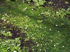 清流の中には、フサフサした尻尾の様な水草が生え、水の中でユラユラと揺れている。
そして、よく見るとその水草に、小さな白い花。
