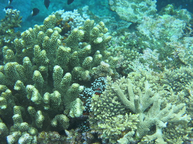 米原ビーチの沖合いは珊瑚礁が2キロにわたって連なっているそうです。