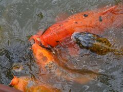 鯉.....こい.....コイ......恋....。