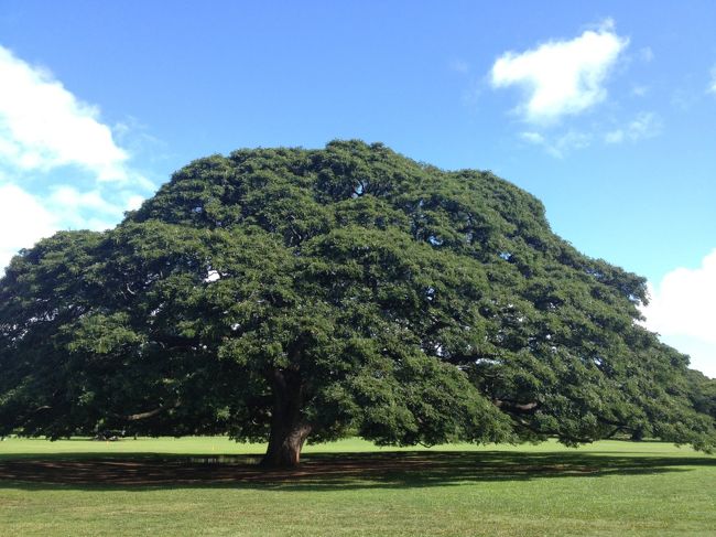 この木なんの木♪