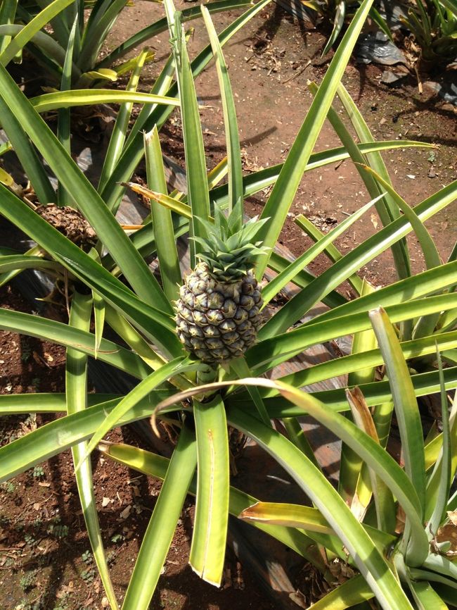 パイナップル