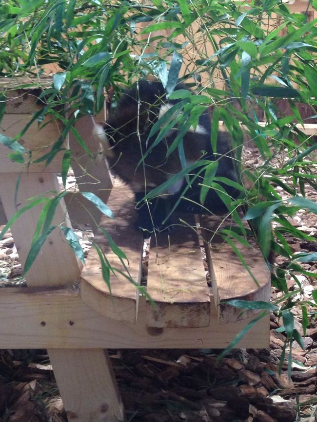 日本平動物園へ<br /><br />レッサーパンダ