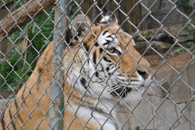 You can see the animals VERY close.