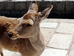 8時半で、この騒ぎなんだぁ〜
いやぁ、、、これは想像していた以上に意外と人出が多そうだ。。。
もしかして、人気なのか？？奈良！！
と、奈良県にはちょっと失礼だけれど、かなりビックリ！！

奈良公園の鹿さんは相変わらずつぶらな瞳が可愛いよー♪