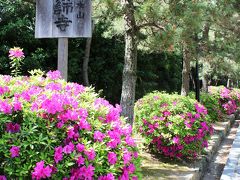 奈良公園から近鉄奈良駅周辺は、それなりに混んでいて、、、
車で20分ほどかかったかしら。
薬師寺に到着！！
薬師寺のパーキング（500円）に車を停めて、薬師寺から唐招提寺を歩きます。。。
パーキングから薬師寺までの参道のつつじが華やかで綺麗だったわ。