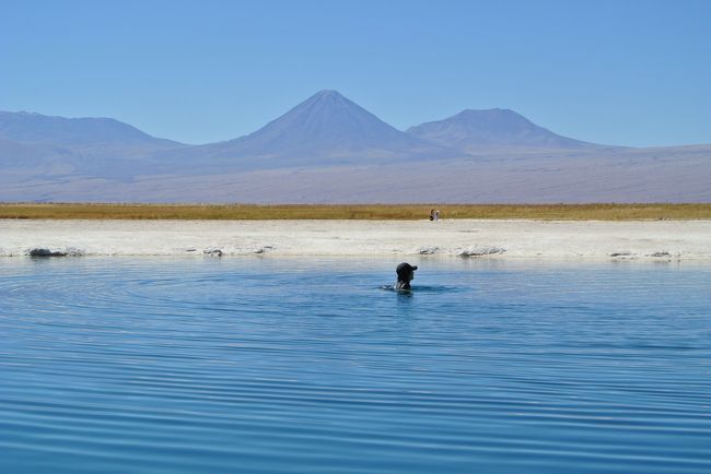 死海とほぼ同じか濃いほどの塩分を含むセハール湖。プカプカ浮いて沈めません。冬は寒いですが、試す価値あり！（午後は陰になるので避けるべし）<br /><br />From Cejar, we went back to the hotel for lunch.