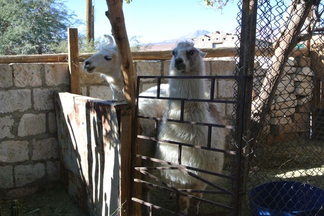 We could feed lhamas.