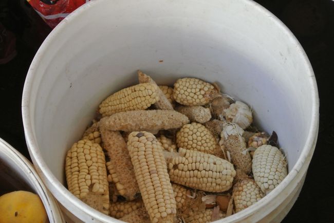 Corn is one of the main crops of Atacama people.