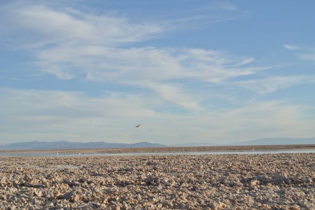 Flamingos fly more when the sun is setting down.  