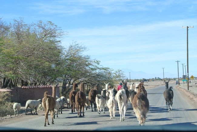 Day 4: 9:30am, on the way to high-land.  We drove to South East for 2 hours.  From the car, we saw the lhamas on the way to the river.