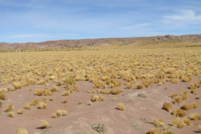 Golden field of Cairon plants.  They appear around 4000m high.  