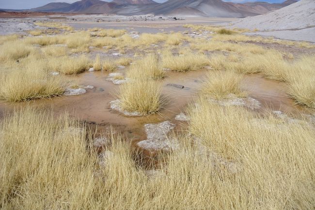 Back to Salar de Aguas Carientes for picnic