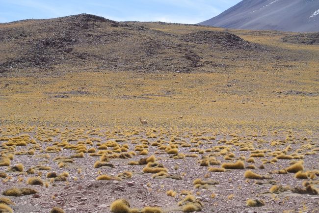野生のビクーニャ、この界隈にもたくさんいるようです。