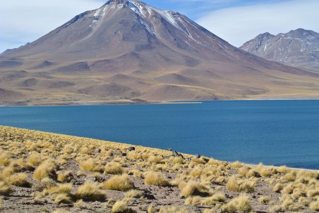Vicunas in front of Lake Miscanti