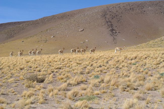 vicunas