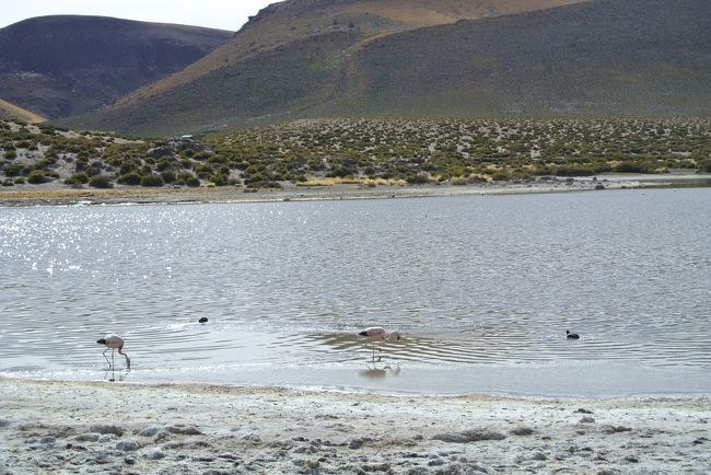 Machuca lake always has flamingos...