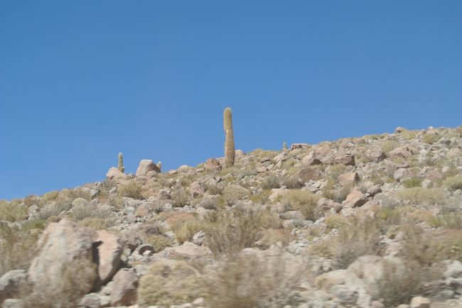 This area has cactus.  They are not the kind that give a local fruit called Tuna.