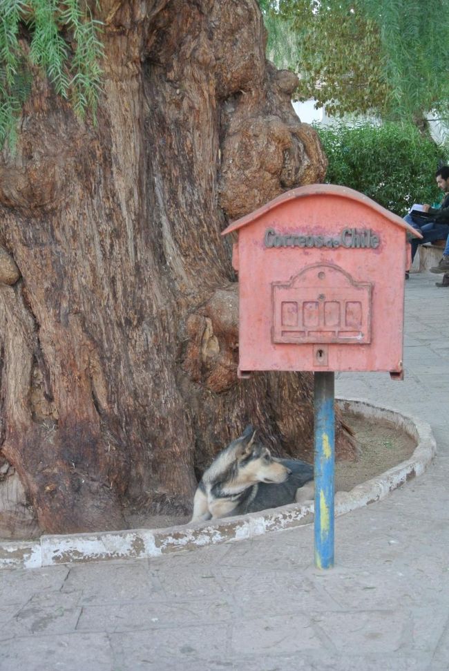 Mail box and a dog.  There are many dogs around the town.