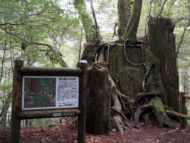 Gw九州旅 屋久島編 屋久島 鹿児島県 の旅行記 ブログ By 夏ミカンさん フォートラベル