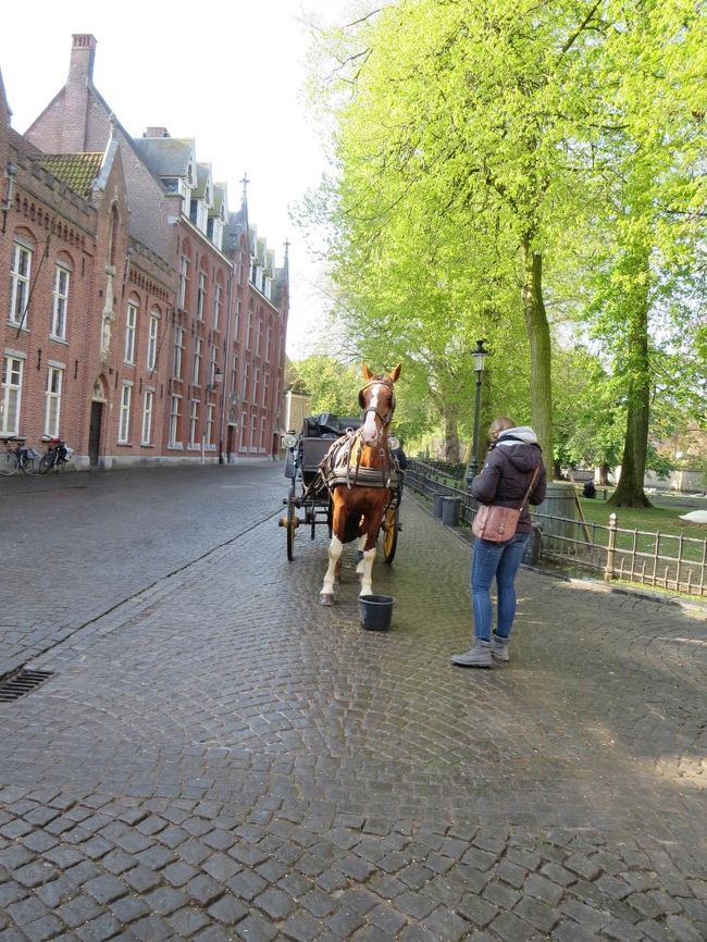 真正面から、馬激写！